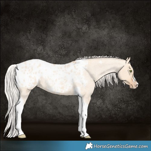 Horse Color:Silver Amber Champagne Roan Dun Splash Tobiano Frame Appaloosa Rabicano