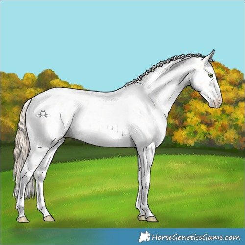 Horse Color:Gold Champagne Roan Dun Splash Tobiano Frame Appaloosa Rabicano
