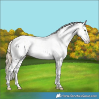 Horse Color:Gold Champagne Roan Dun Splash Tobiano Frame Appaloosa Rabicano 