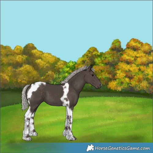 Horse Color:Silver Black Tobiano 