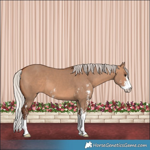 Horse Color:Silver Brown Dun Sabino 