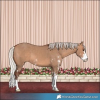 Horse Color:Silver Brown Dun Sabino 