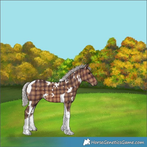 Horse Color:Plaid  White Spotted Silver Brown Tobiano 