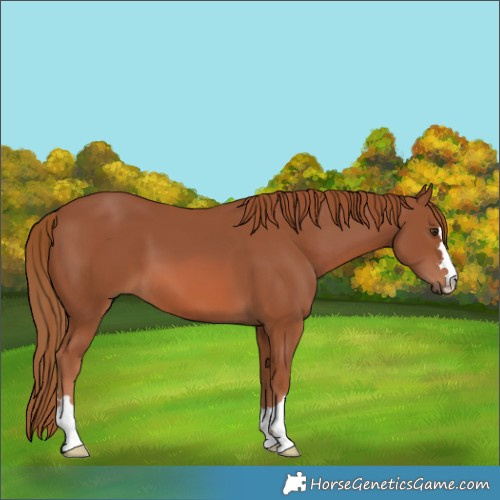 Horse Color:Chestnut 