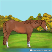 Horse Color:Chestnut 