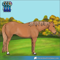 Horse Color:Chestnut Rabicano 