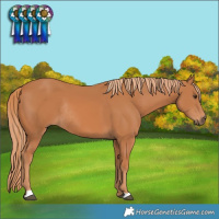 Horse Color:Chestnut Rabicano