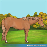 Horse Color:Chestnut Rabicano