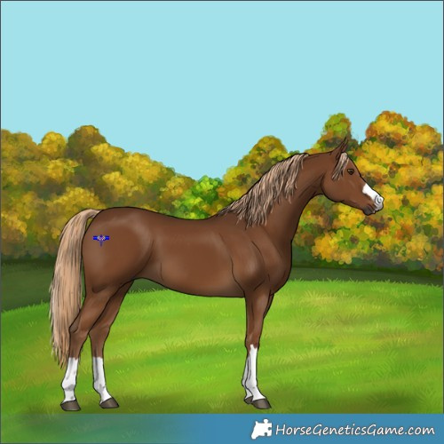 Horse Color:Gray Chocolate Palomino 