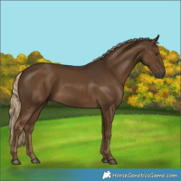 Horse Color:Gray Chocolate Palomino 