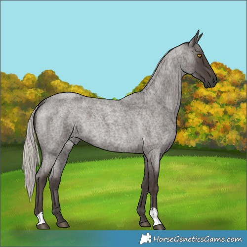 Horse Color:Silver Blue Roan 