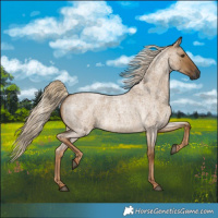 Horse Color:Gray Chocolate Palomino Roan Dun 