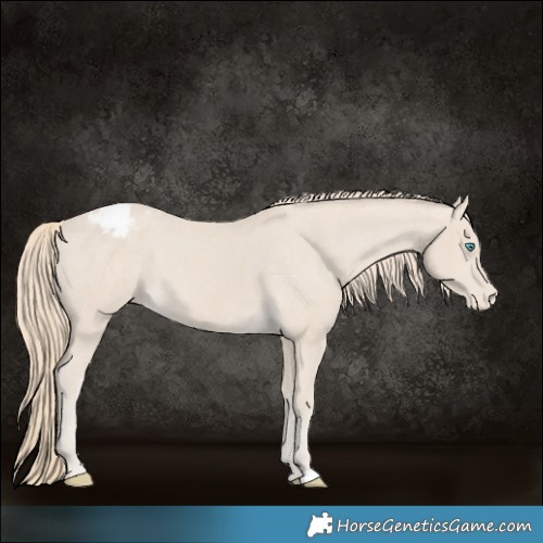 Horse Color:Smoky Creme Appaloosa