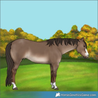 Horse Color:Liver Red Dun