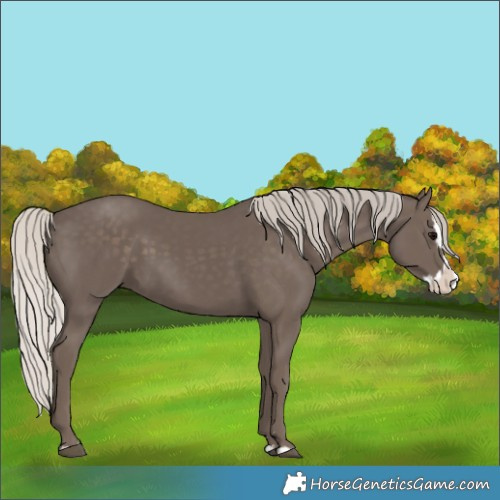 Horse Color:Silver Black Splash 