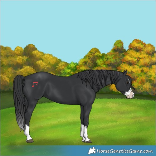 Horse Color:Black Splash 