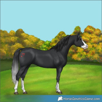 Horse Color:Black Splash 