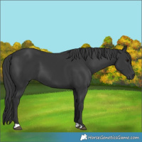 Horse Color:Black 