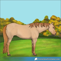 Horse Color:Red Dun 