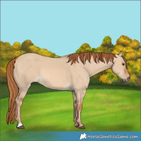 Horse Color:Red Dun Rabicano 