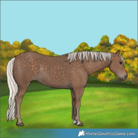 Horse Color:Silver Black Rabicano 
