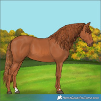 Horse Color:Chestnut 
