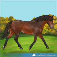 Horse Color:Bay 