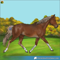 Horse Color:Gray Chocolate Palomino Tobiano 