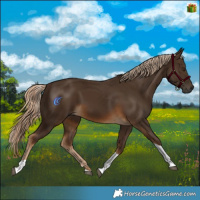 Horse Color:Gray Chocolate Palomino Tobiano 