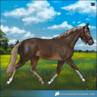 Horse Color:Gray Chocolate Palomino Tobiano 