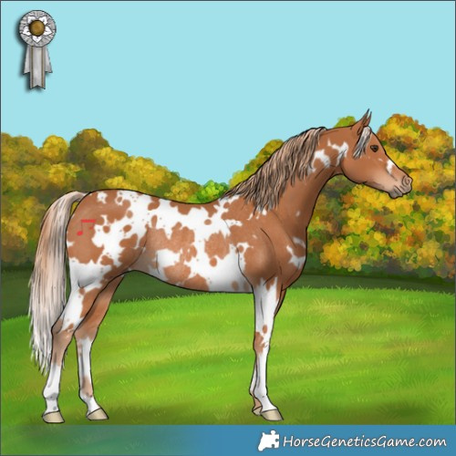 Horse Color:White Spotted Chestnut Rabicano 