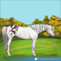 Horse Color:Brown Appaloosa