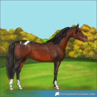 Horse Color:Brown Appaloosa 