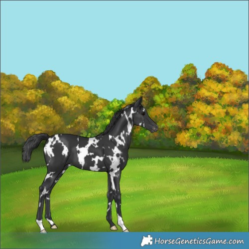 Horse Color:White Spotted Black Varnish 