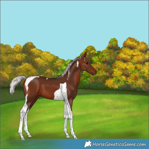 Horse Color:Silver Bay Tobiano 