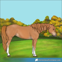 Horse Color:Chestnut Tobiano 