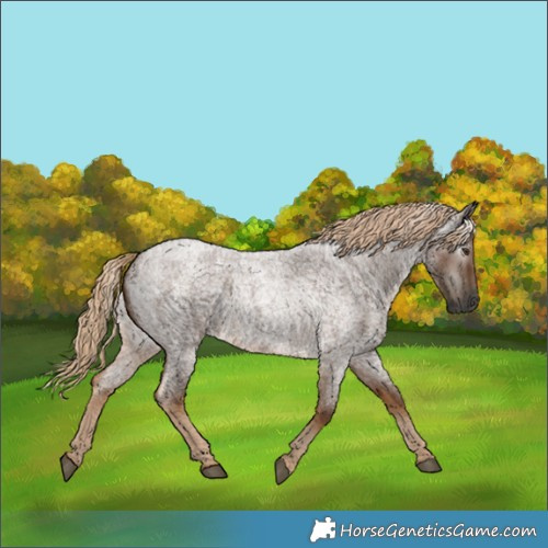 Horse Color:Gray Chocolate Palomino Roan 