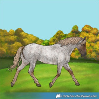 Horse Color:Gray Chocolate Palomino Roan 