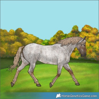 Horse Color:Gray Chocolate Palomino Roan 