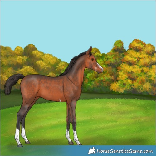 Horse Color:Bay Sabino Tobiano 