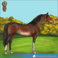 Horse Color:Bay Tobiano 