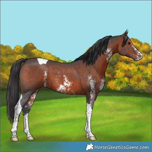 Horse Color:Brown Sabino Tobiano 