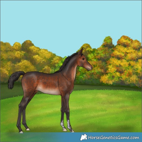 Horse Color:Brown Sabino 