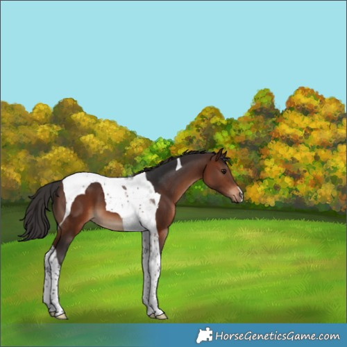 Horse Color:Brown Tobiano 
