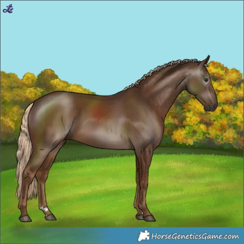 Horse Color:Gray Chocolate Palomino 