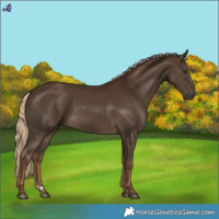 Horse Color:Gray Chocolate Palomino 