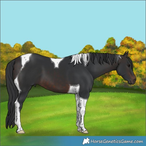 Horse Color:Brown Tobiano 
