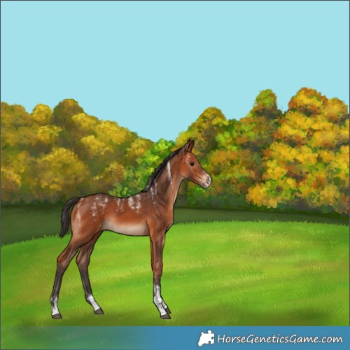 Horse Color:Powder White Bay Rabicano 