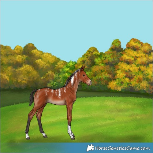 Horse Color:Powder White Bay Tobiano Rabicano 