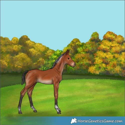 Horse Color:Bay Tobiano Rabicano 